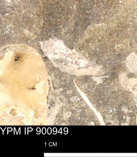 undet. Mollusca