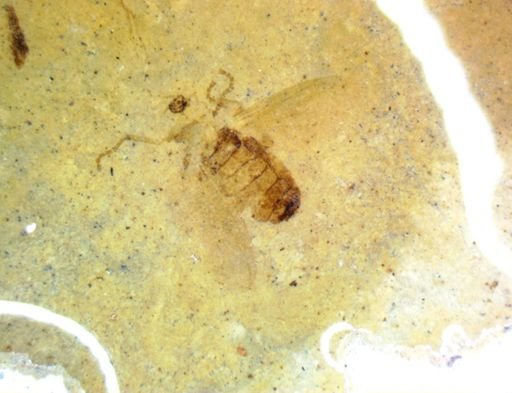 undet. Diptera