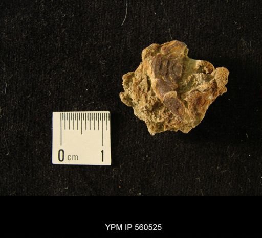 Gabriceraurus sp.