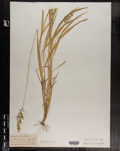 Plantae