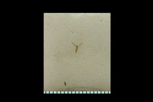 undet. Diptera