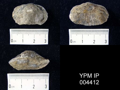 Leiorhynchus formosa