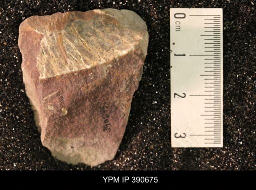 undet. Scaphitidae