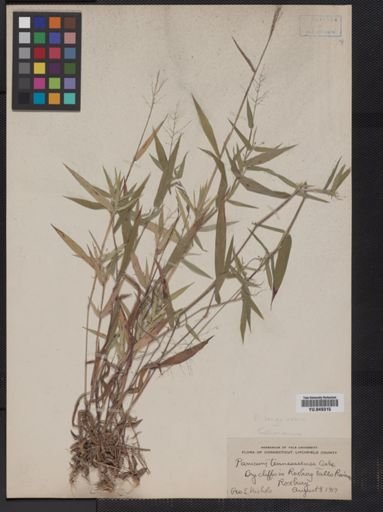 Panicum lanuginosum