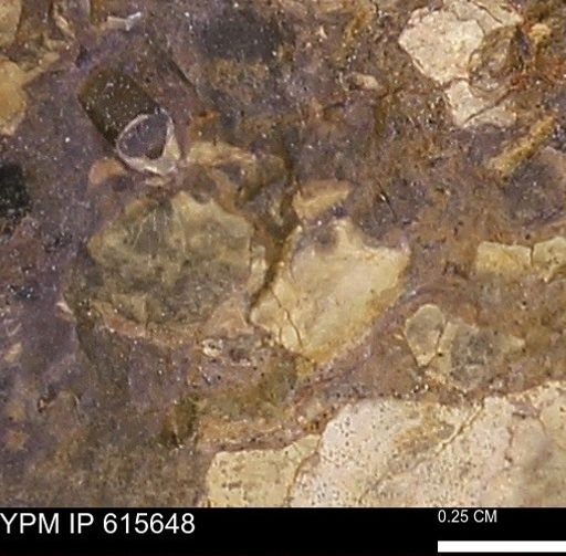 undet. Mollusca