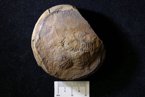 Pygocephalus gracilis