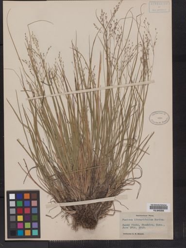 Panicum linearifolium