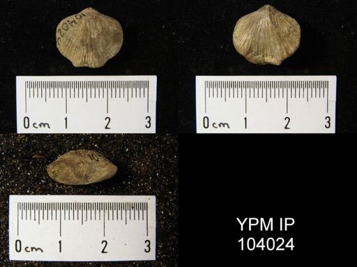 Atrypa marginalis