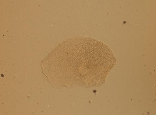 Lagisca impatiens