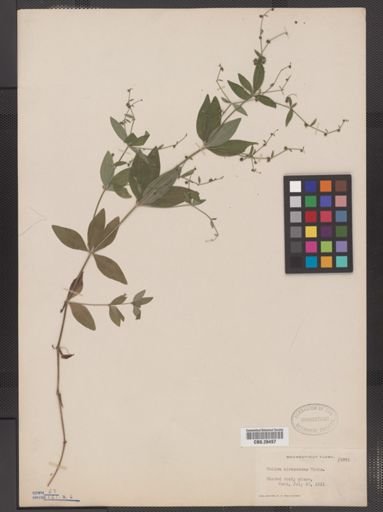 Galium circaezans