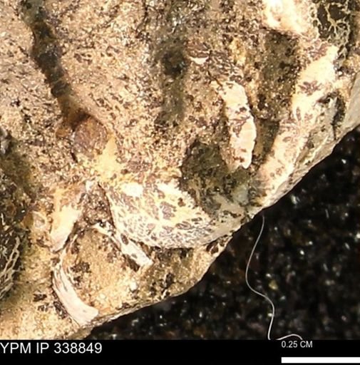 undet. Bivalvia