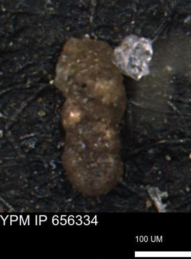Ammobaculoides whitneyi