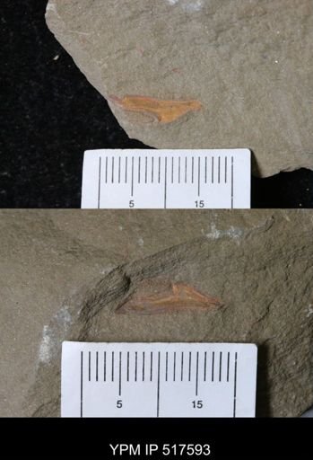 undet. Arthropoda
