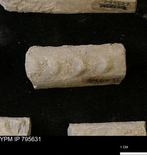 Baculites sp.