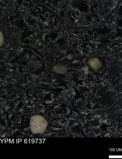 undet. Heterohelicidae
