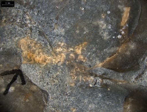 Aplocoma damesii