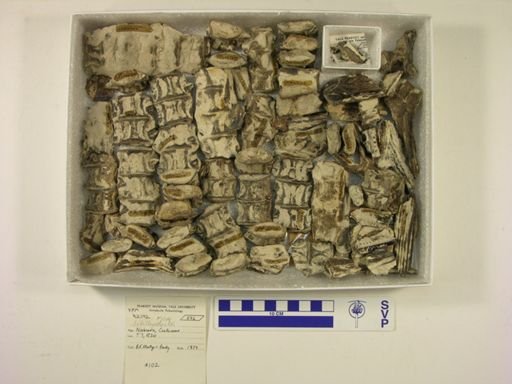 Ichthyodectes