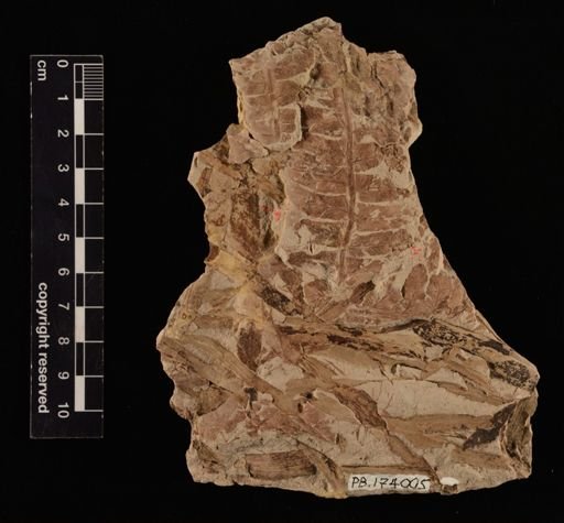Cladophlebis sp.