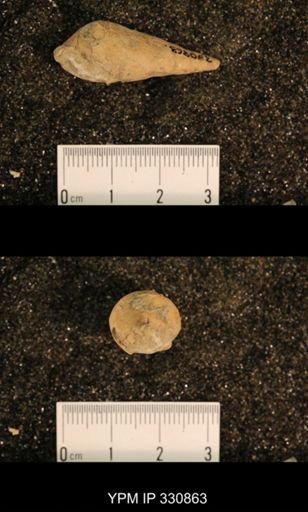 Meekospira peracuta choctawensis