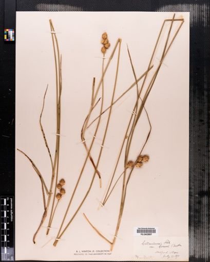 Carex