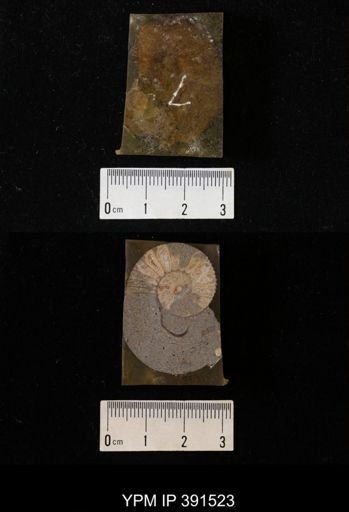 Scaphites whitfieldi