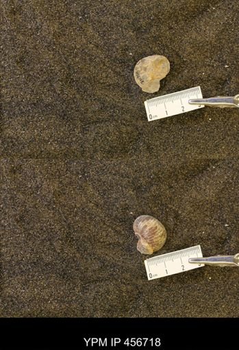 undet. Scaphitidae
