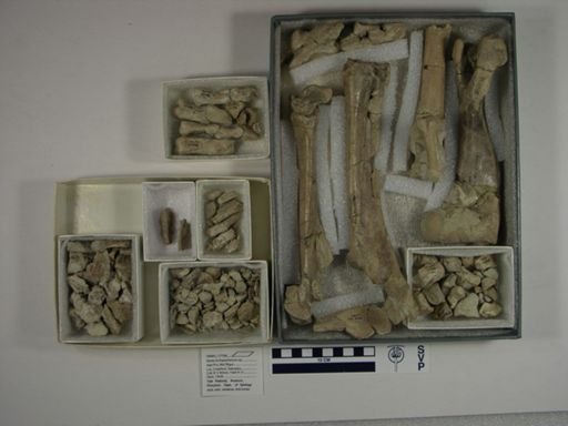 Archaeotherium sp.