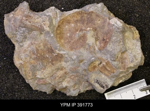 Scaphites whitfieldi
