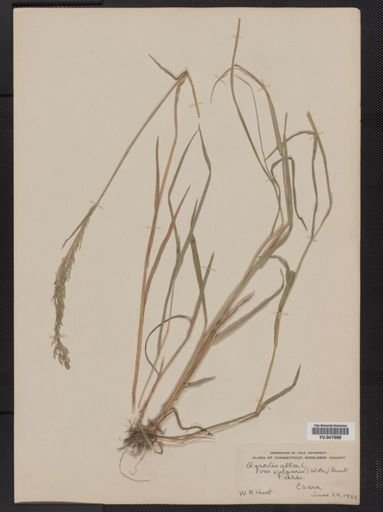 Agrostis alba