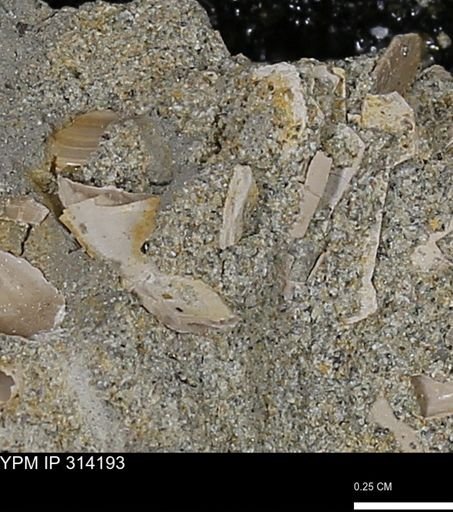 undet. Scaphopoda