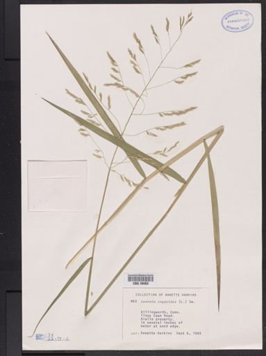 Leersia oryzoides