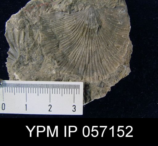 Strophonella punctulifera