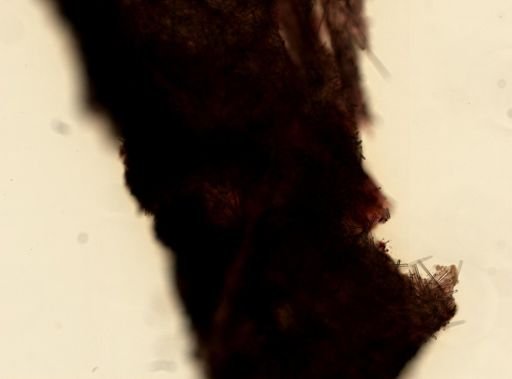 Spheciospongia vesparium
