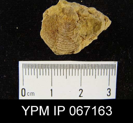 Productella hallana