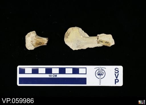 undet. Toxochelyidae