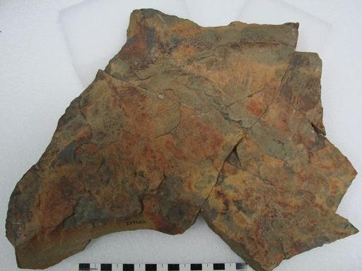 Aegirocassis sp.