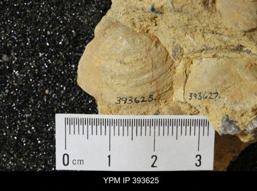 Corbicula?