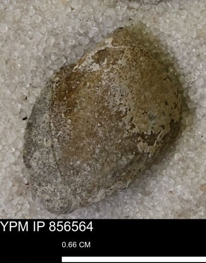 Limopsis striatopunctatus