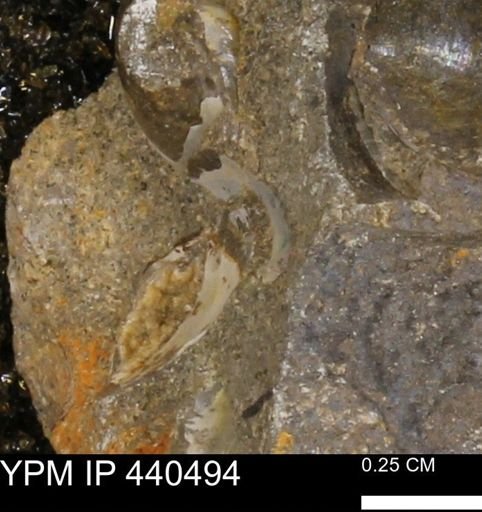 Protocardia subquadrata