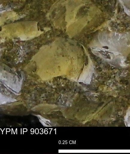 Corbulamella sp.