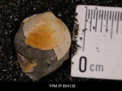 Limopsis striatopunctatus