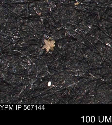 undet. Porifera