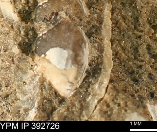 undet. Bivalvia