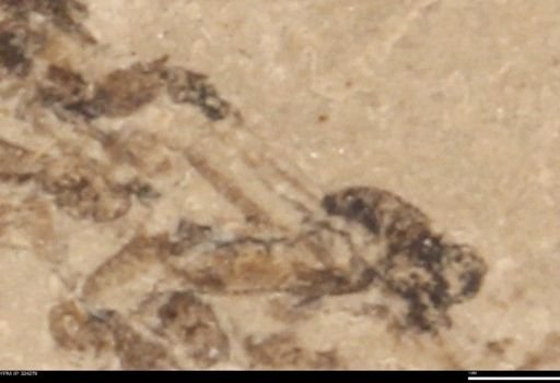 undet. Insecta