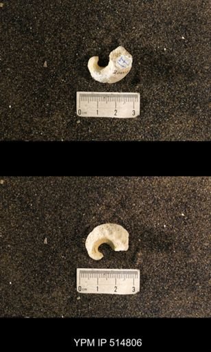 Cyrtolites sp.