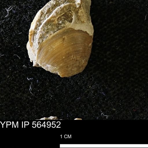 Limopsis striatopunctatus