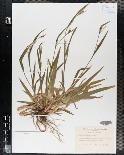 Carex platyphylla