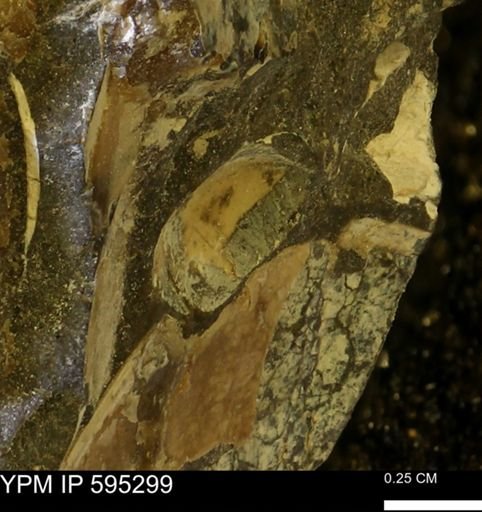 undet. Mollusca