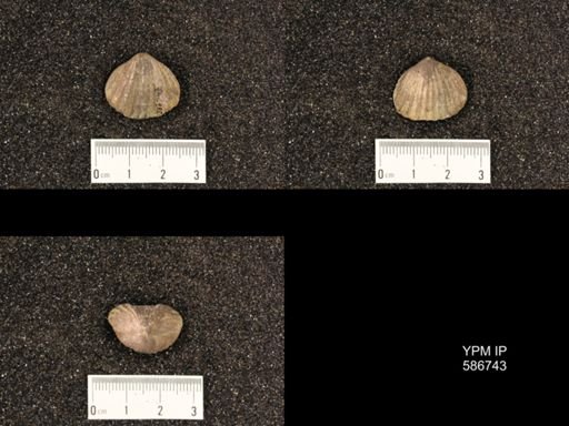 Rhynchotrema capax