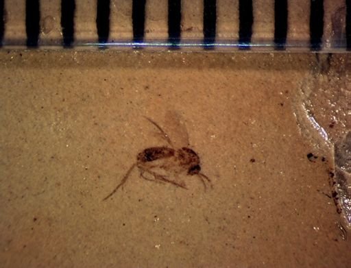 undet. Mycetophilidae